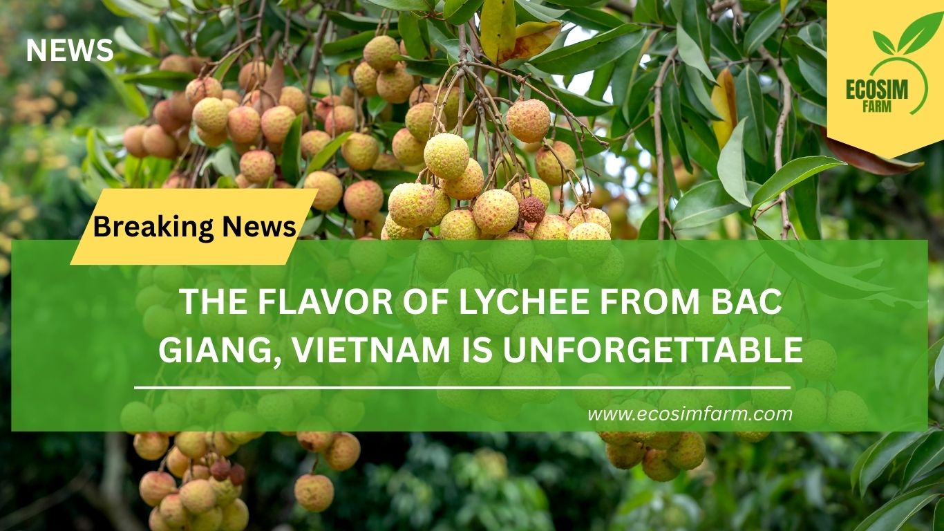 Vietnamese Lychee: The Crown Jewel of Summer Fruits – A Global Delight